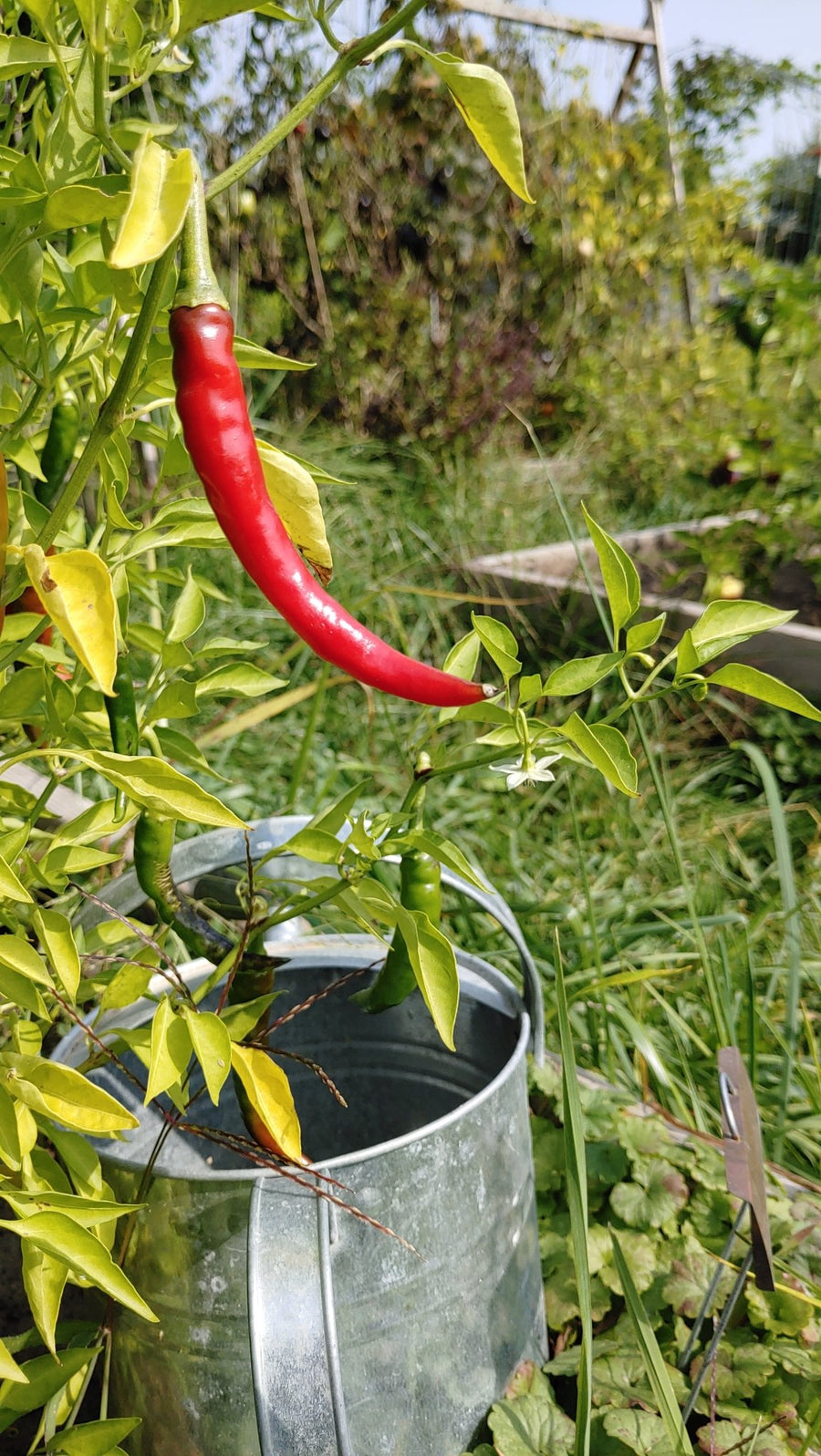 Autumn in the Garden