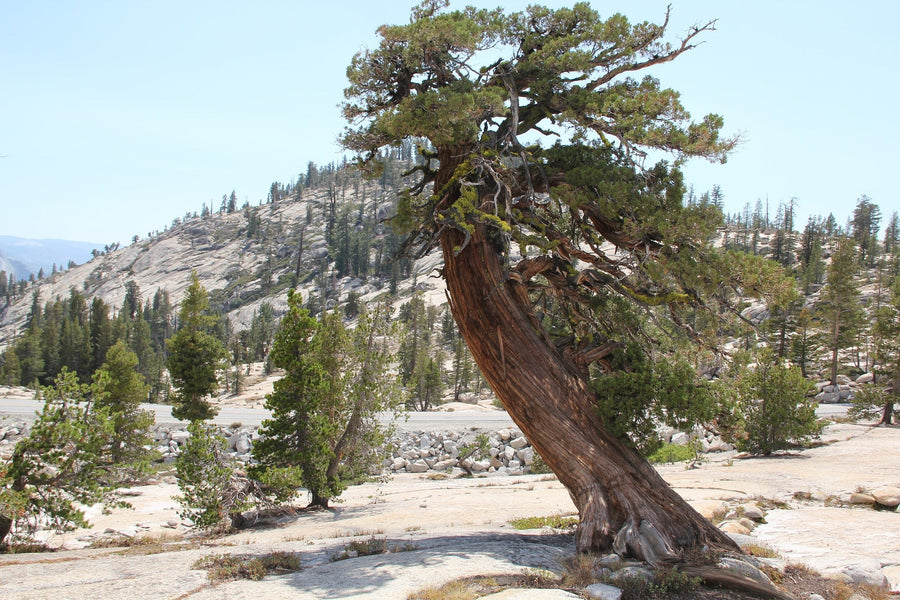 Cedarwood Essential Oil: Top 5 Uses