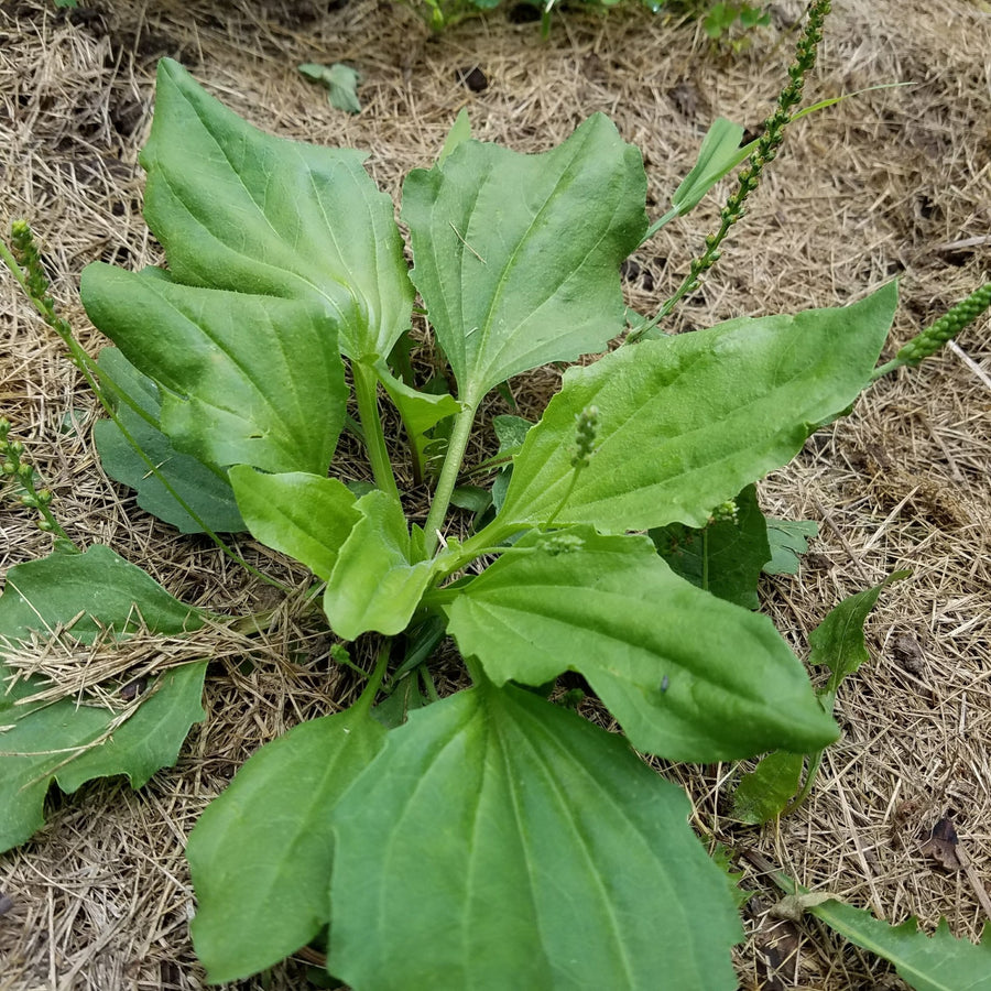 Don't Pull That Weed! - Plantain