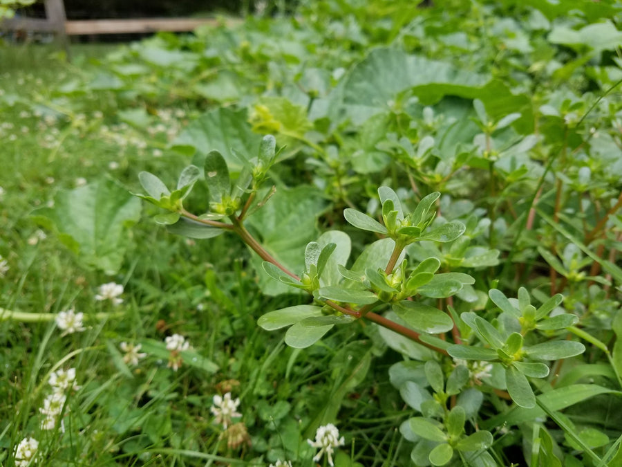 Don't Pull That Weed! - Purslane