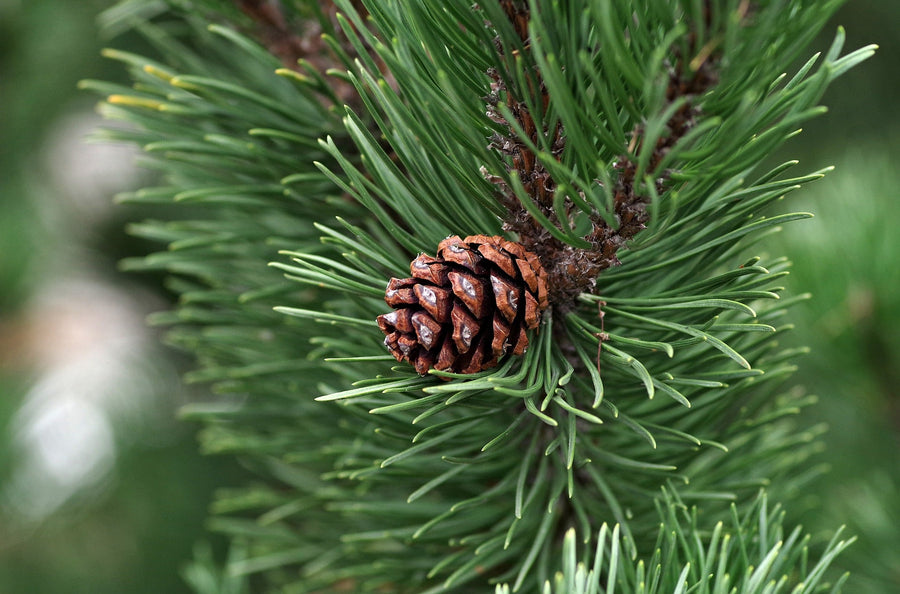 Essential Oil of the Month: Pine Needle