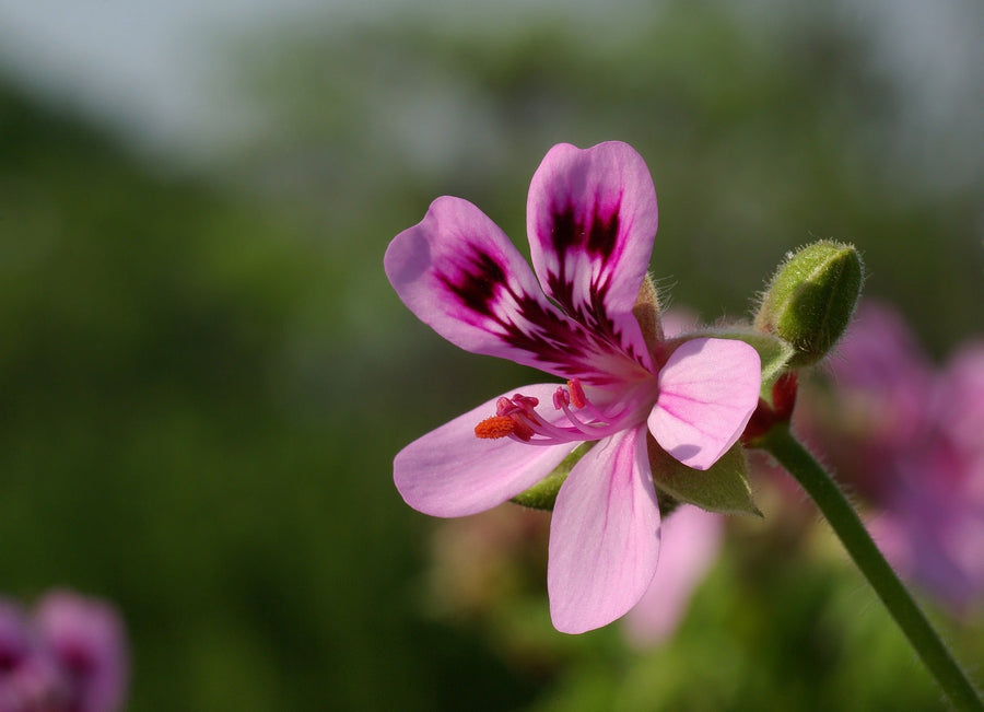 Geranium Essential Oil: Top 5 Uses