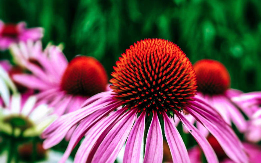 Grow Your Own Immune-Boosting Herb Garden