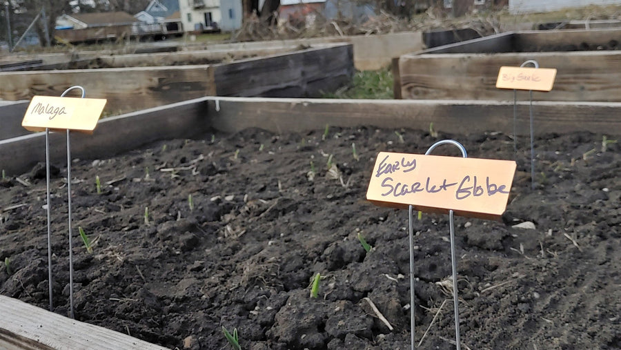 Let's Get in the Garden!