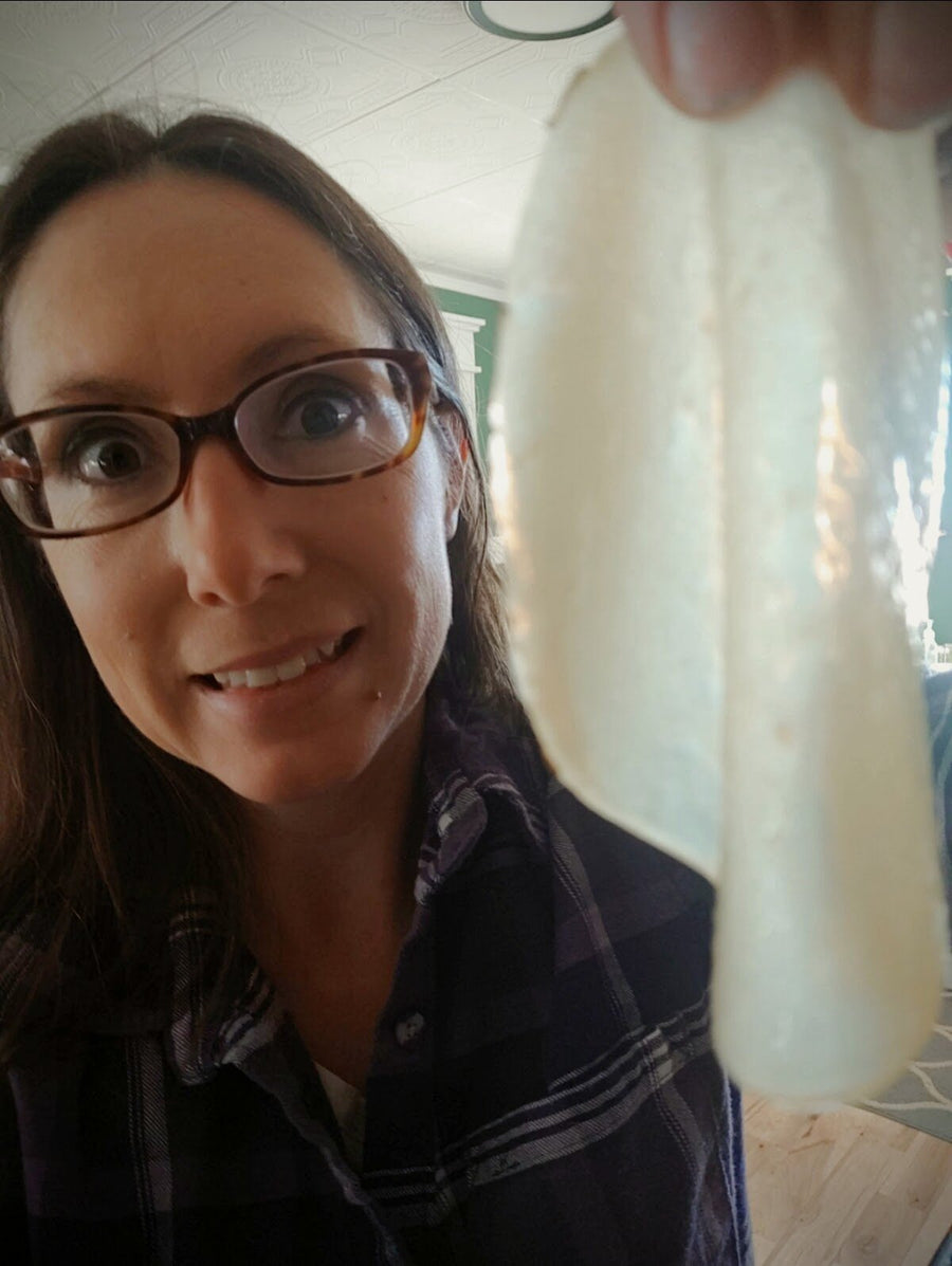 Meet my friend SCOBY! How to make kombucha at home.