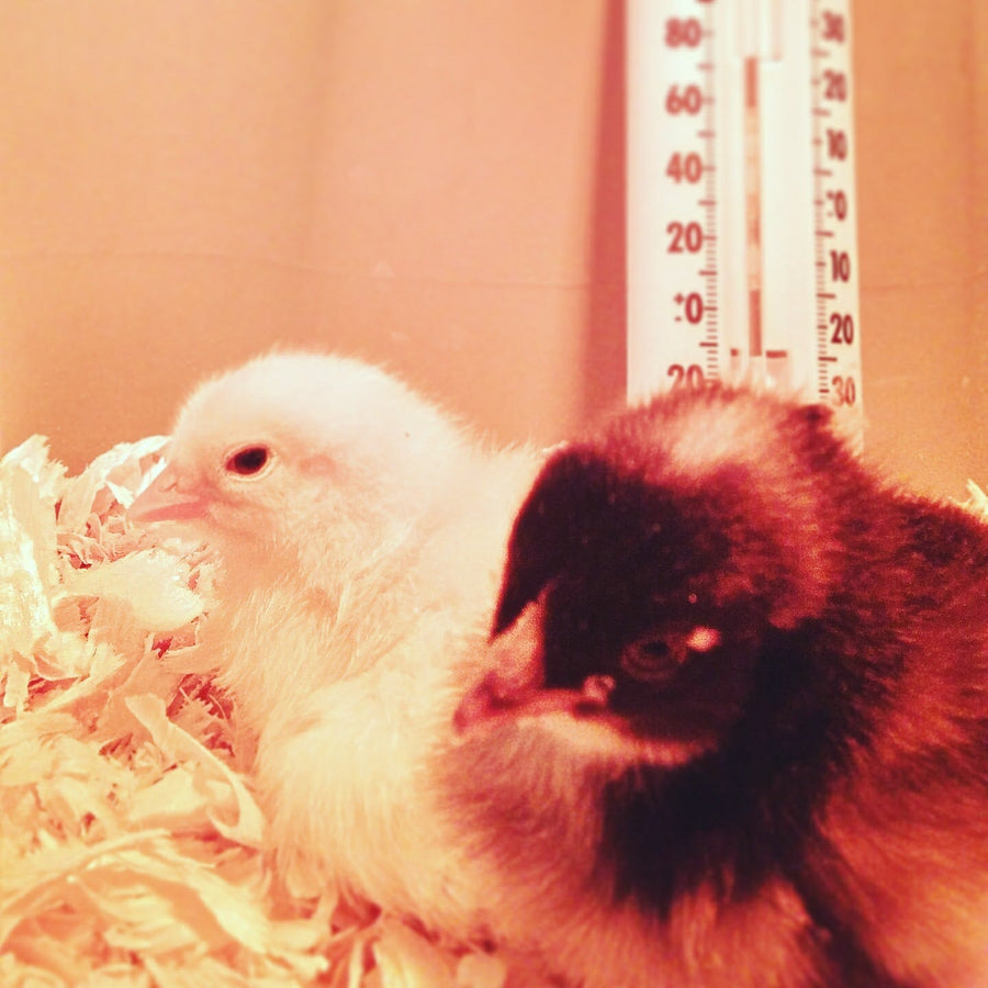 Nobody here but us chickens...