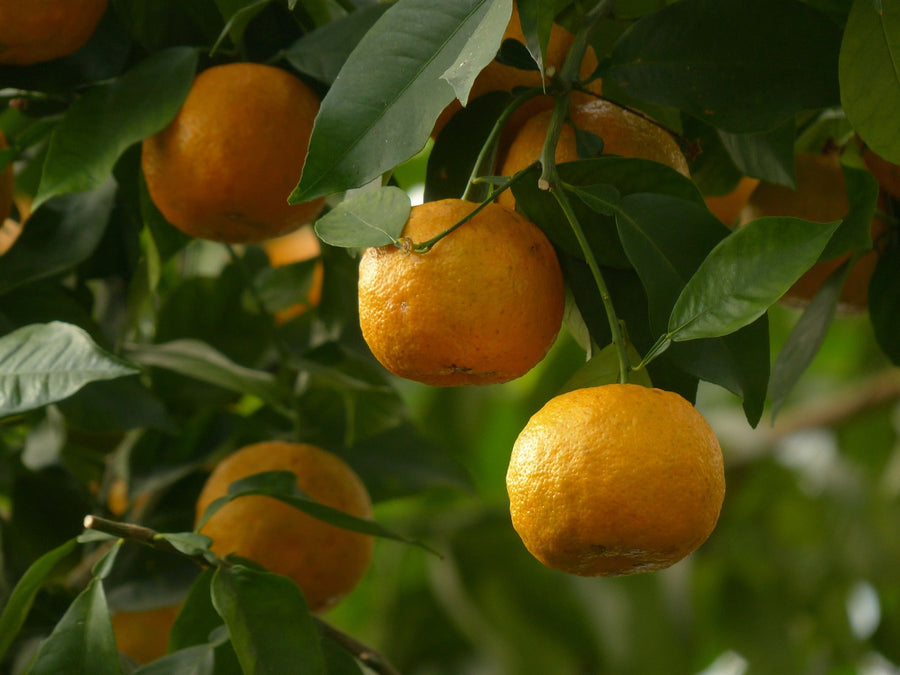 Petitgrain Essential Oil: Top 5 Uses