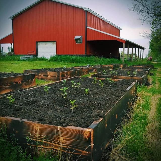 Raised Garden Beds: The Shou Sugi Ban Method