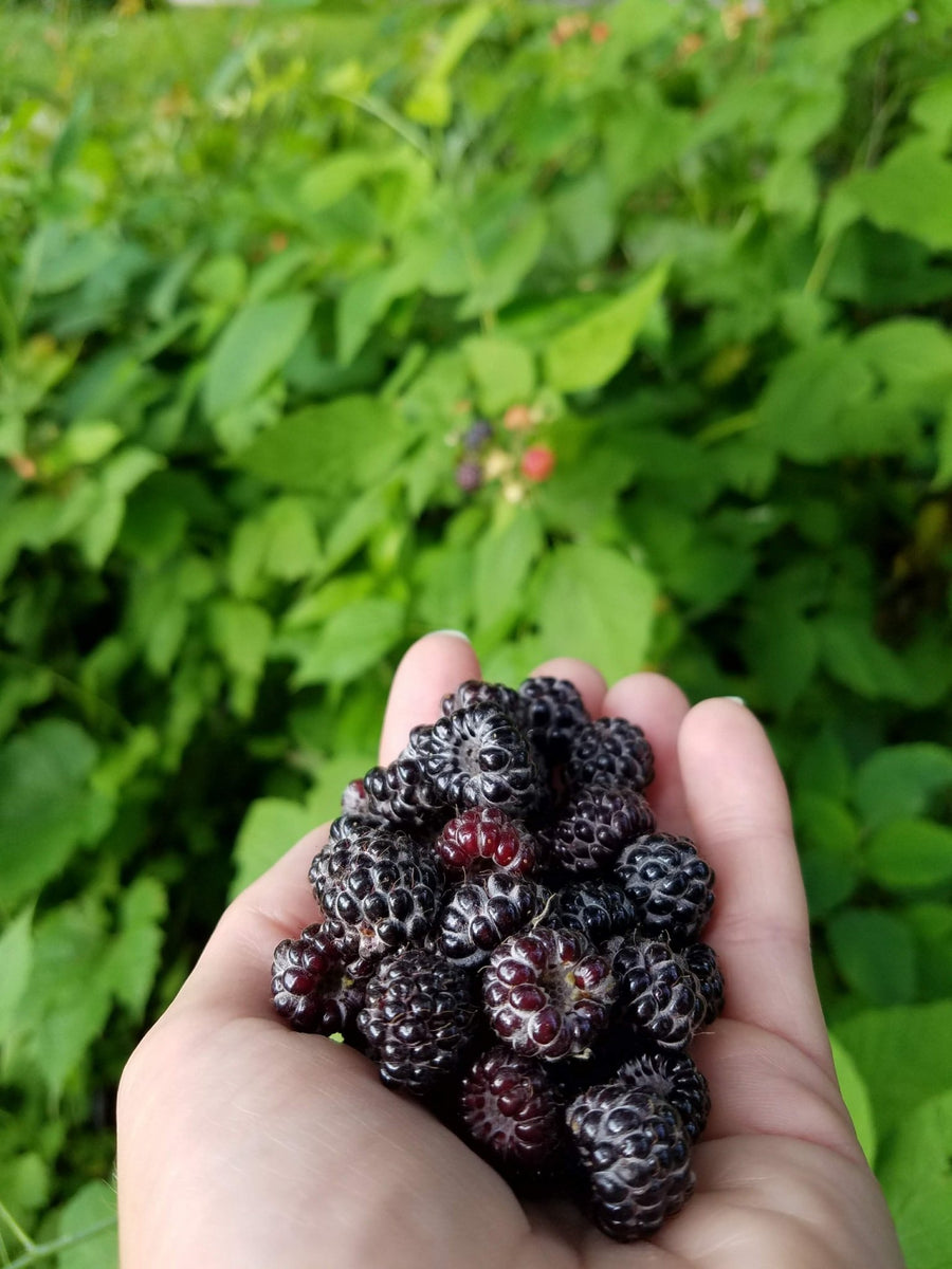 Recipe: Wild Berry Crisp