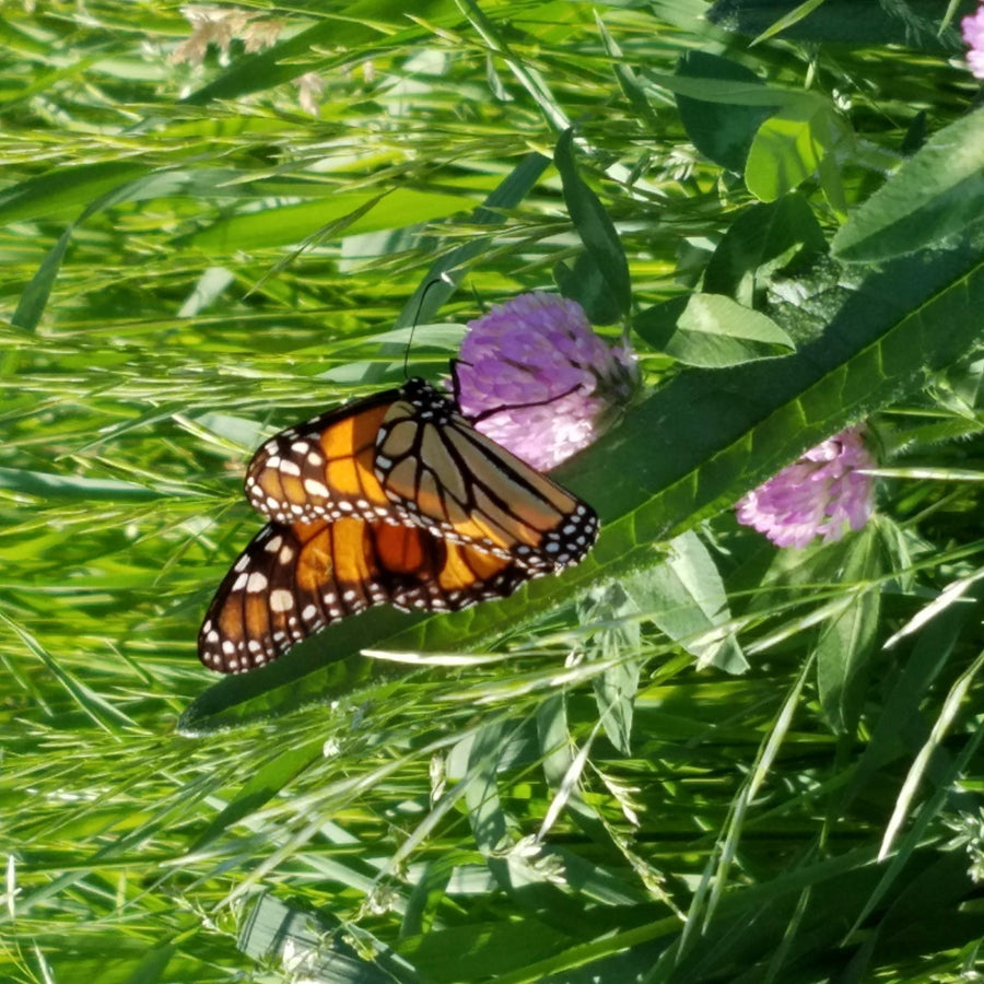 Saving the monarchs, one caterpillar at a time!