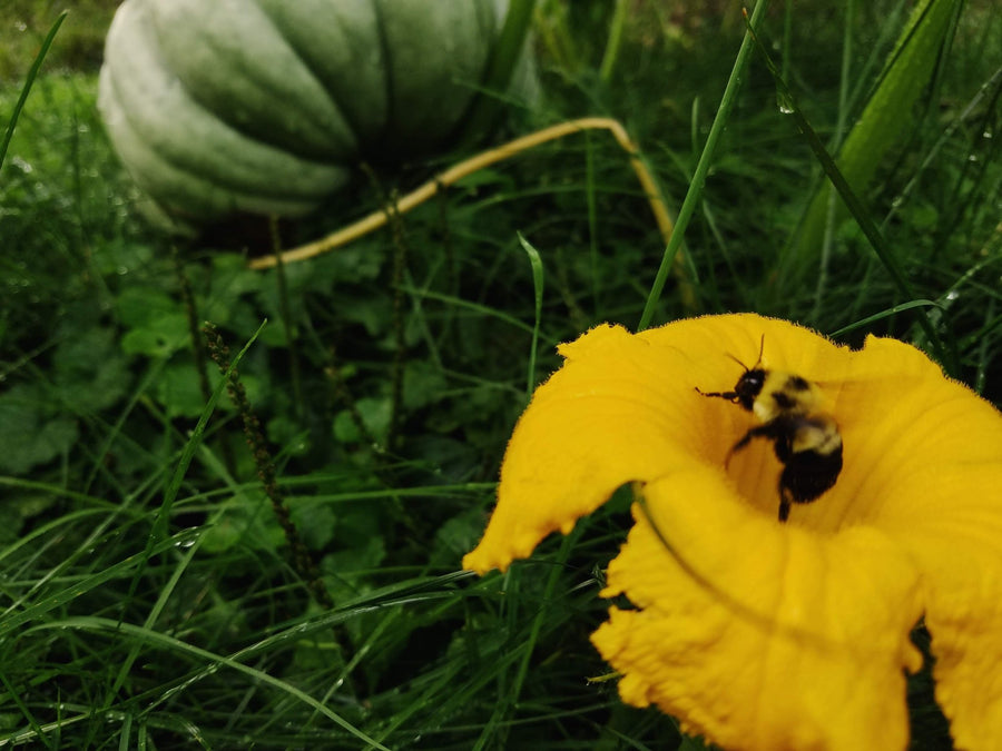 We have pumpkins! And more pumpkins, and even more pumpkins...