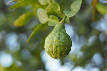 Essential Oil of the Month: Bergamot