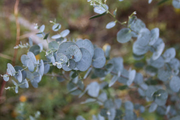 Essential Oil of the Month: Eucalyptus