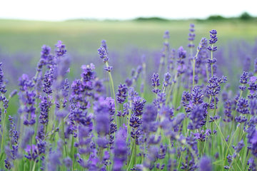 Essential Oil of the Month: Lavender