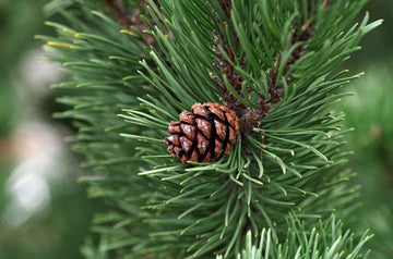 Essential Oil of the Month: Pine Needle