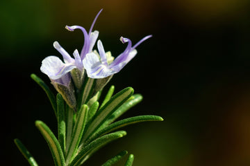 Essential Oil of the Month: Rosemary