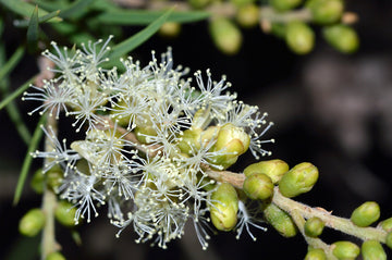 Essential Oil of the Month: Tea Tree