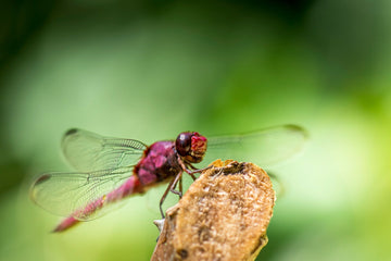 The Mystical Dragonfly